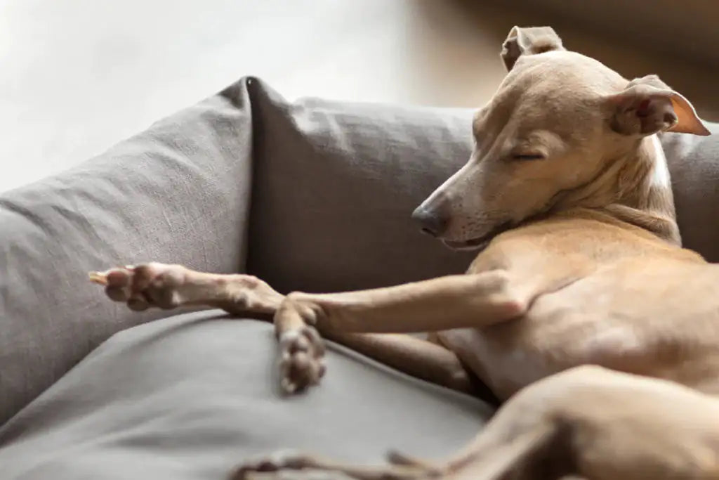 SnuggleNest Octagon Pet Bed